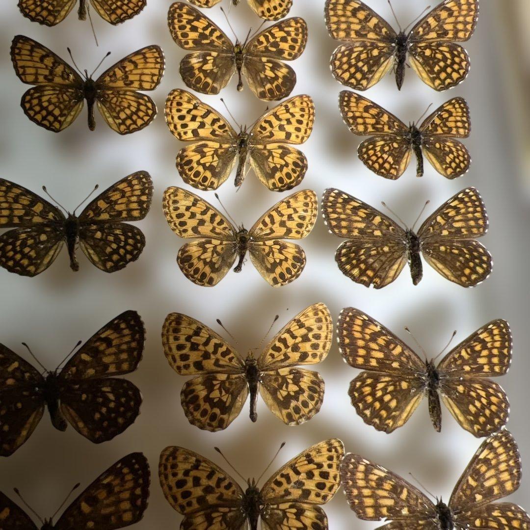 希少蝶標本ドイツガラス木箱現状品のみ41x50x6cm