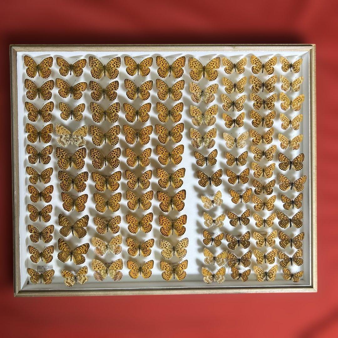 希少蝶標本ドイツガラス木箱現状品のみ41x50x6cm