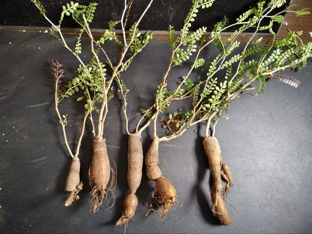 ビ*ぼ様 オペルクリカリア パキプス／Operculicarya pachypu