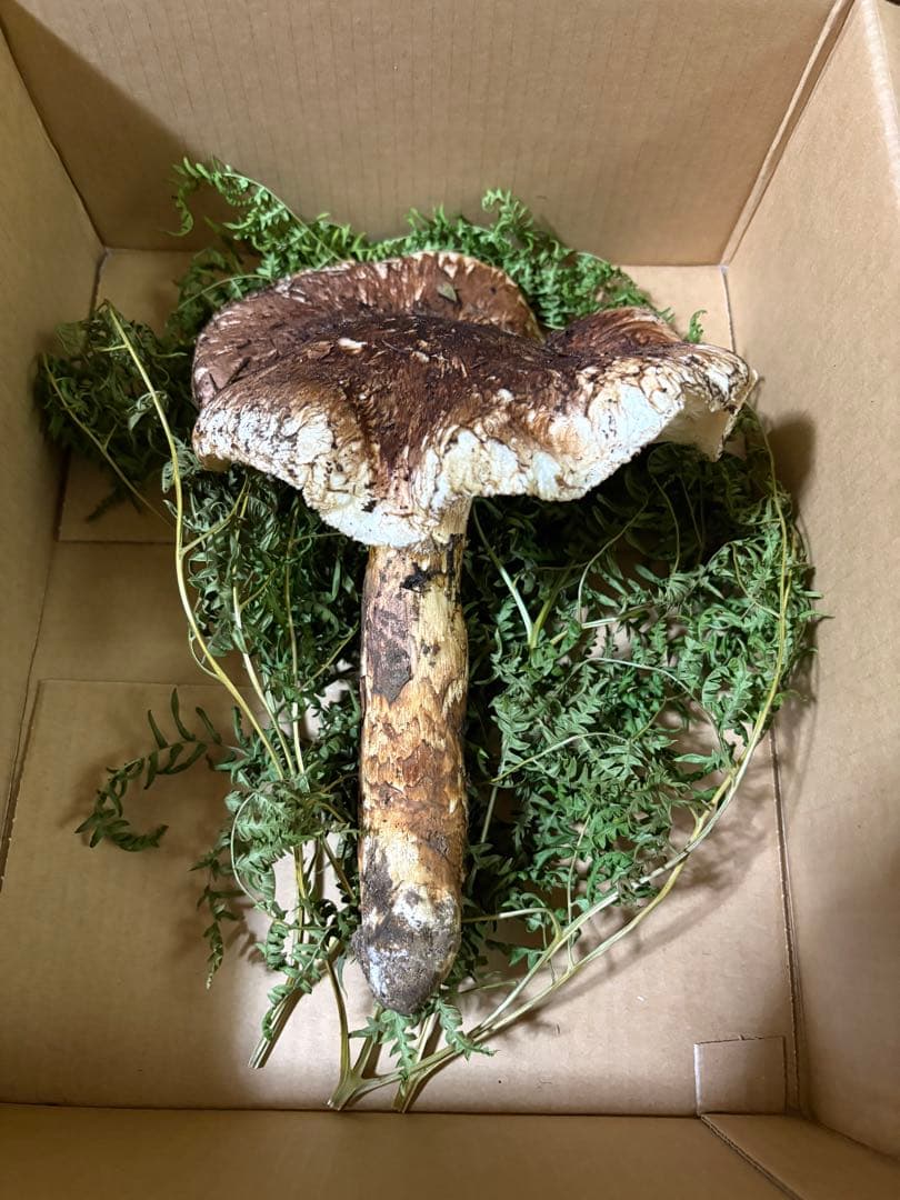 10/18 岩手県、松茸、335g！　最終値下げ