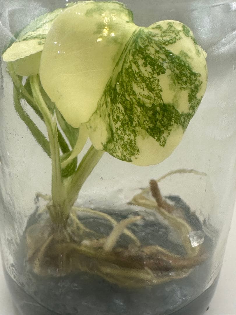 けんけん　MonsteraLegacy モンステラ　レガシー 斑入り