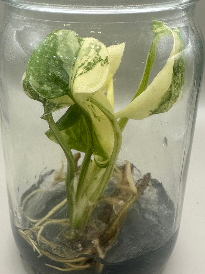 けんけん　MonsteraLegacy モンステラ　レガシー 斑入り