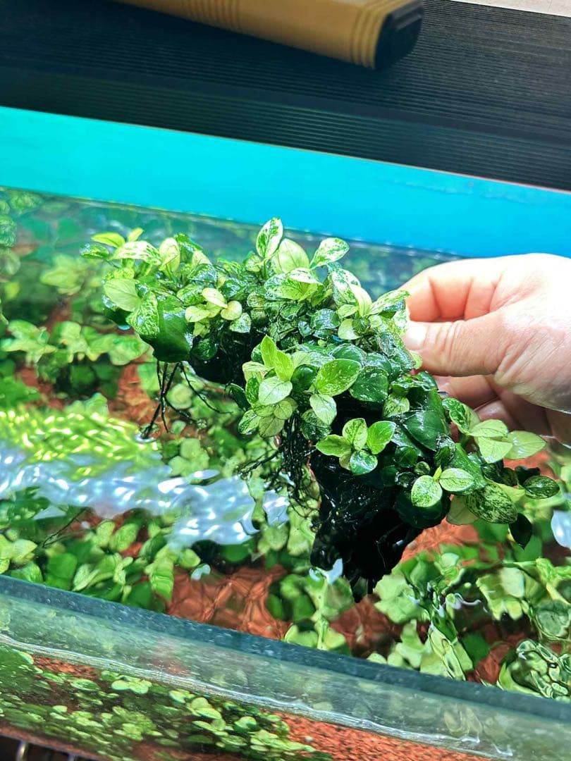 アヌビアスナナプチスノーフレーク