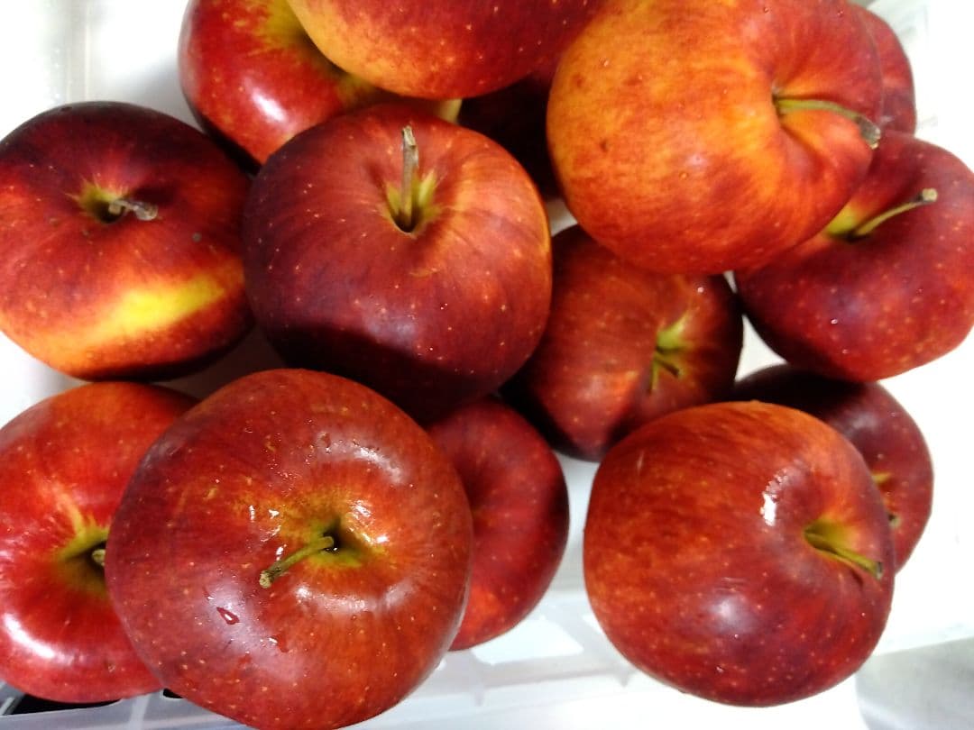 農薬不使用　４種リンゴ　10キロ位と完熟プルーン1.7キロ サンプルーン400g