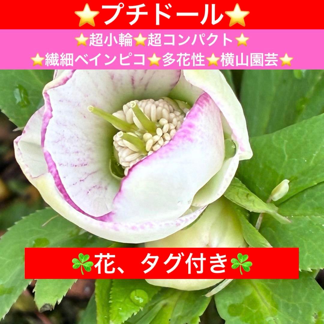 ぴ*ん様 3441☘️花、タグ付☘️プチドール⭐️超小輪⭐️超コンパクト⭐️繊細
