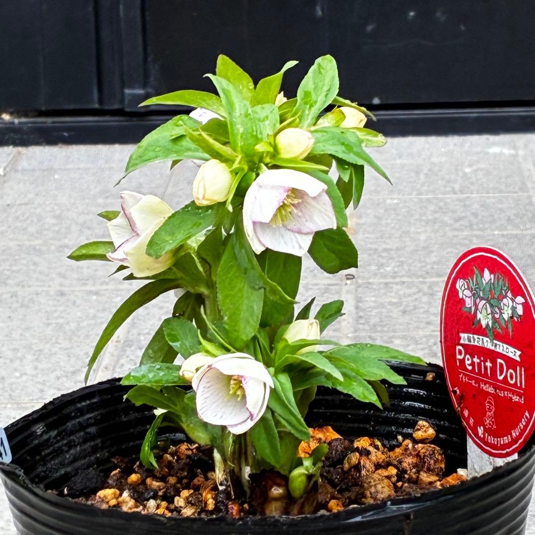 ぴ*ん様 3441☘️花、タグ付☘️プチドール⭐️超小輪⭐️超コンパクト⭐️繊細