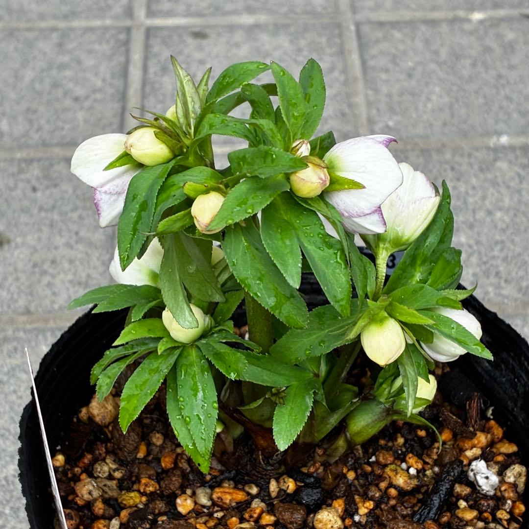 ぴ*ん様 3441☘️花、タグ付☘️プチドール⭐️超小輪⭐️超コンパクト⭐️繊細