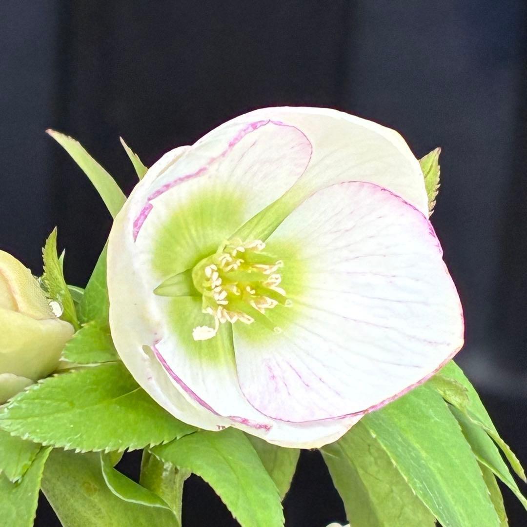 ぴ*ん様 3441☘️花、タグ付☘️プチドール⭐️超小輪⭐️超コンパクト⭐️繊細