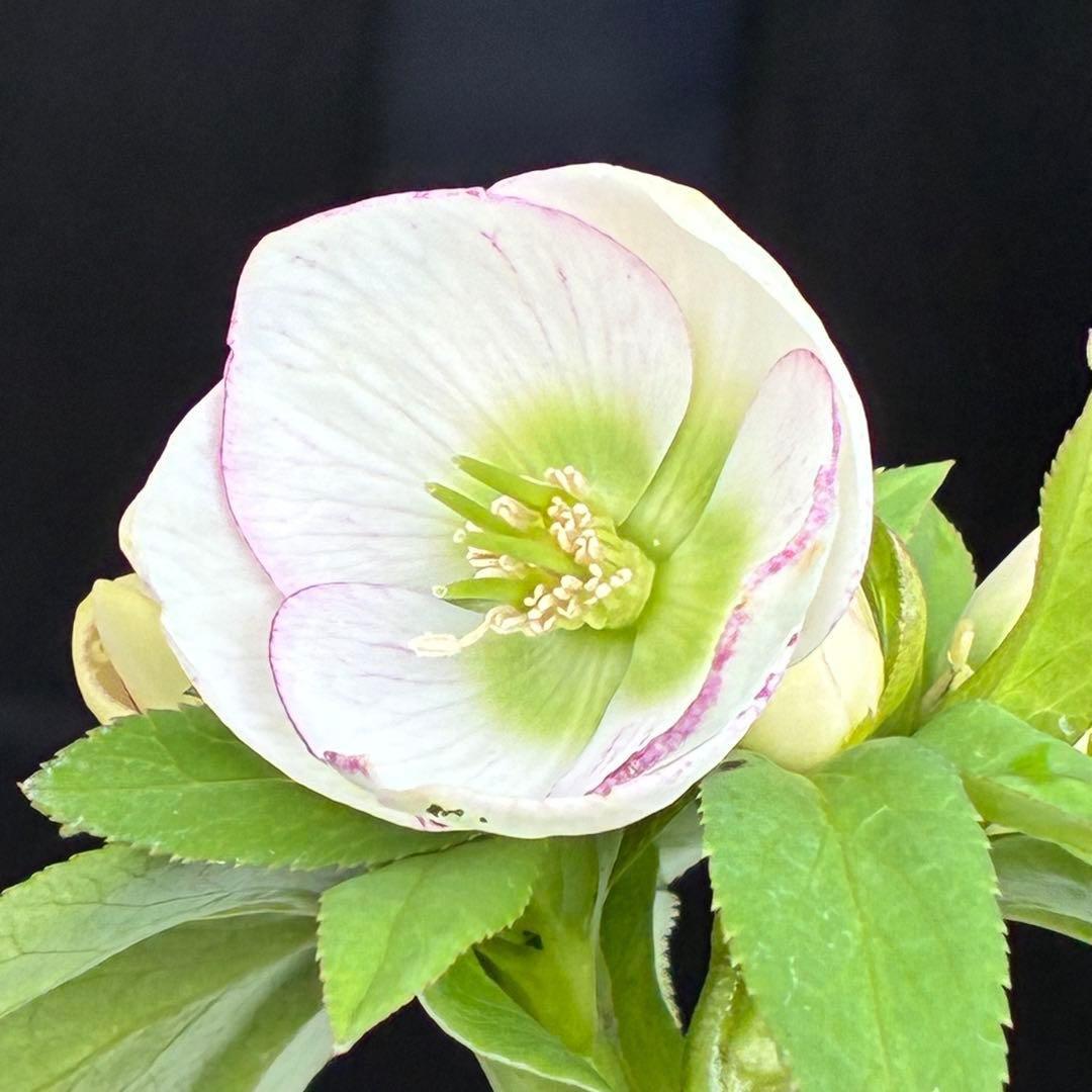 ぴ*ん様 3441☘️花、タグ付☘️プチドール⭐️超小輪⭐️超コンパクト⭐️繊細