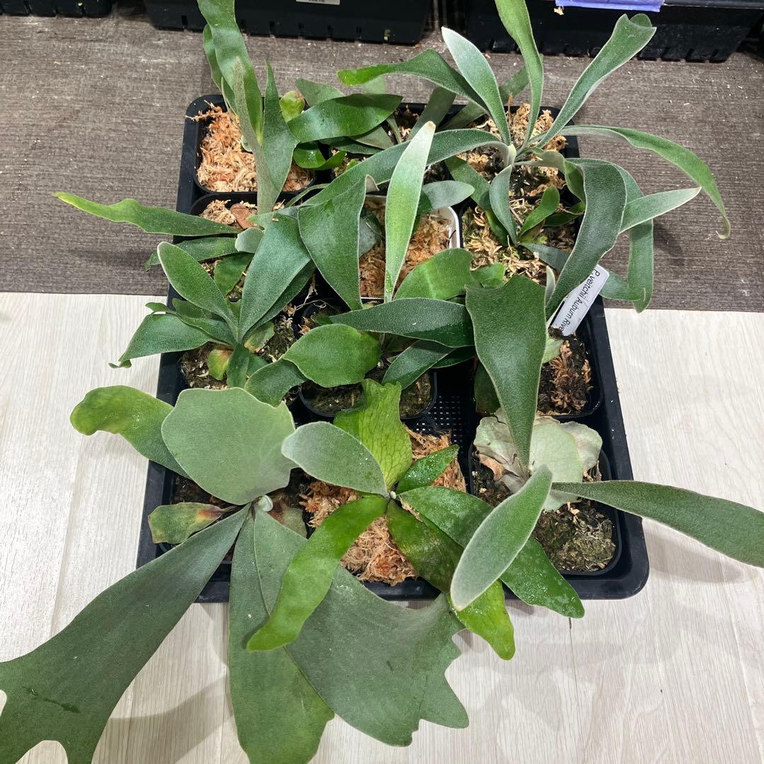 ウ*ロ様 福袋　ビカクシダ　12株