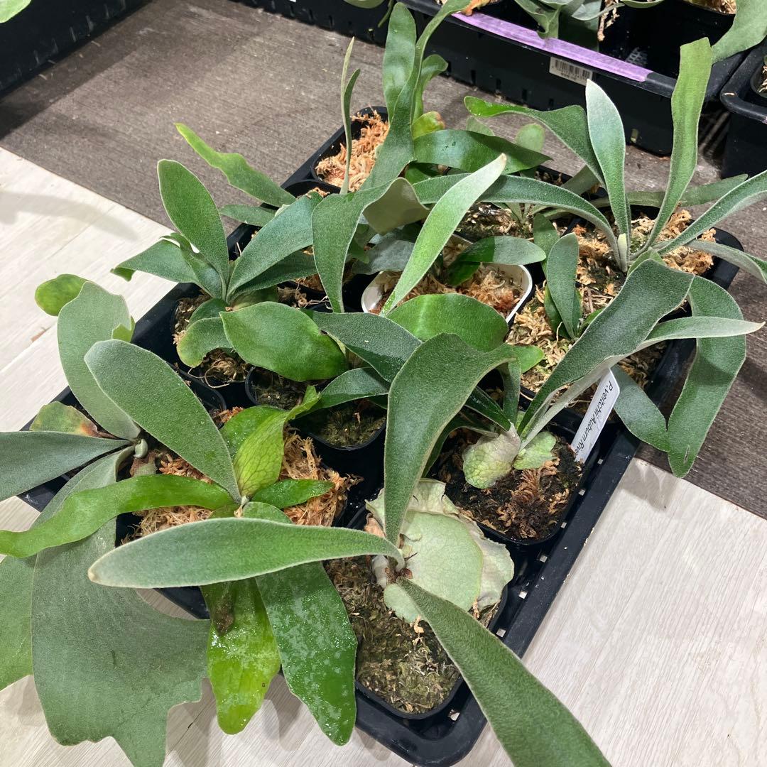 ウ*ロ様 福袋　ビカクシダ　12株