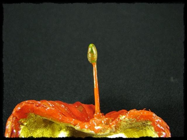 名工 田中 篁秋 鬼灯 ほうづき 宝月 香合 茶道具 e140