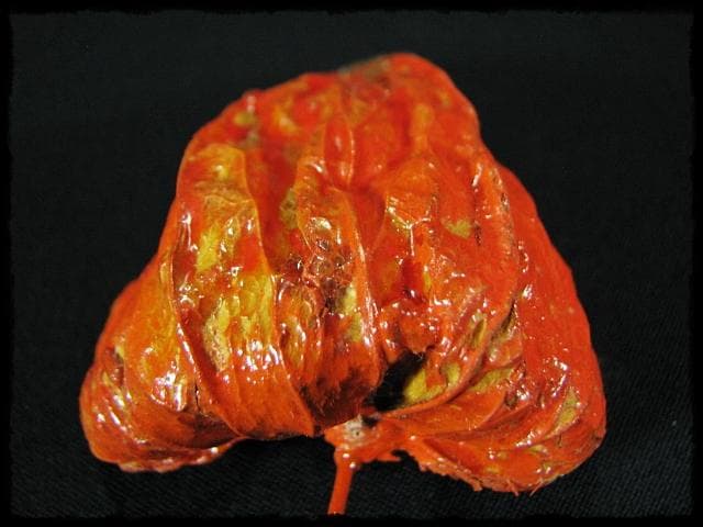 名工 田中 篁秋 鬼灯 ほうづき 宝月 香合 茶道具 e140