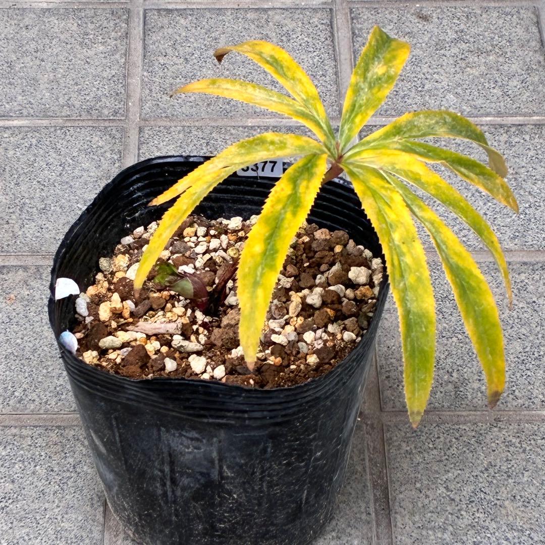 の*ん様 ☘️蕾付き☘️3377⭐️極上⭐️小輪⭐️芳香⭐️ノスタルジア系⭐️オ