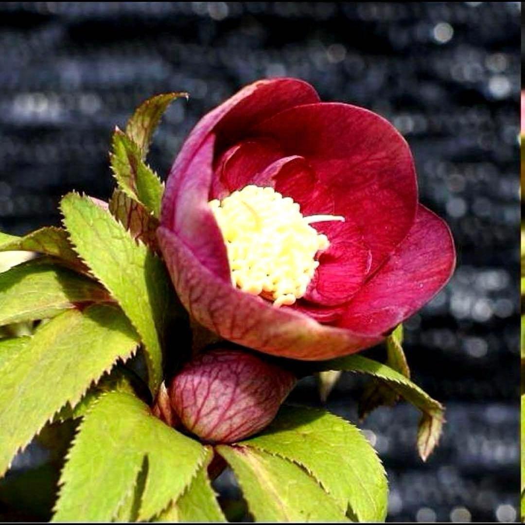 の*ん様 ☘️蕾付き☘️3377⭐️極上⭐️小輪⭐️芳香⭐️ノスタルジア系⭐️オ