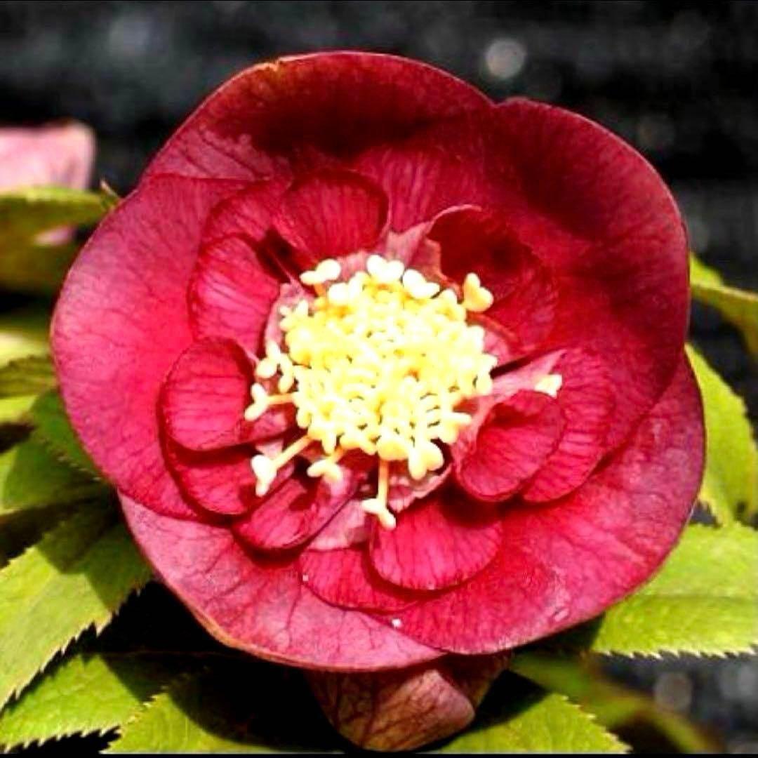 の*ん様 ☘️蕾付き☘️3377⭐️極上⭐️小輪⭐️芳香⭐️ノスタルジア系⭐️オ