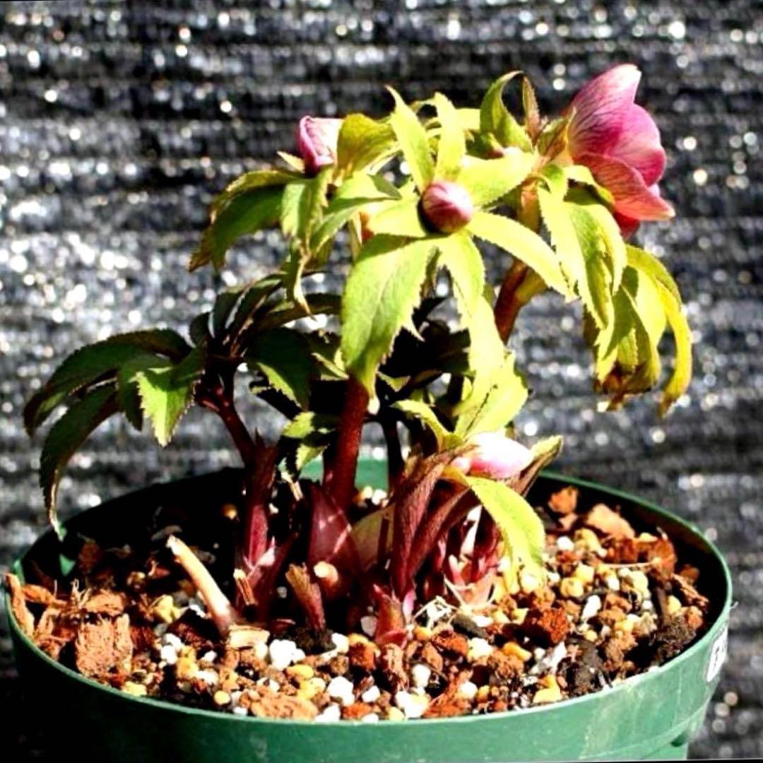 の*ん様 ☘️蕾付き☘️3377⭐️極上⭐️小輪⭐️芳香⭐️ノスタルジア系⭐️オ