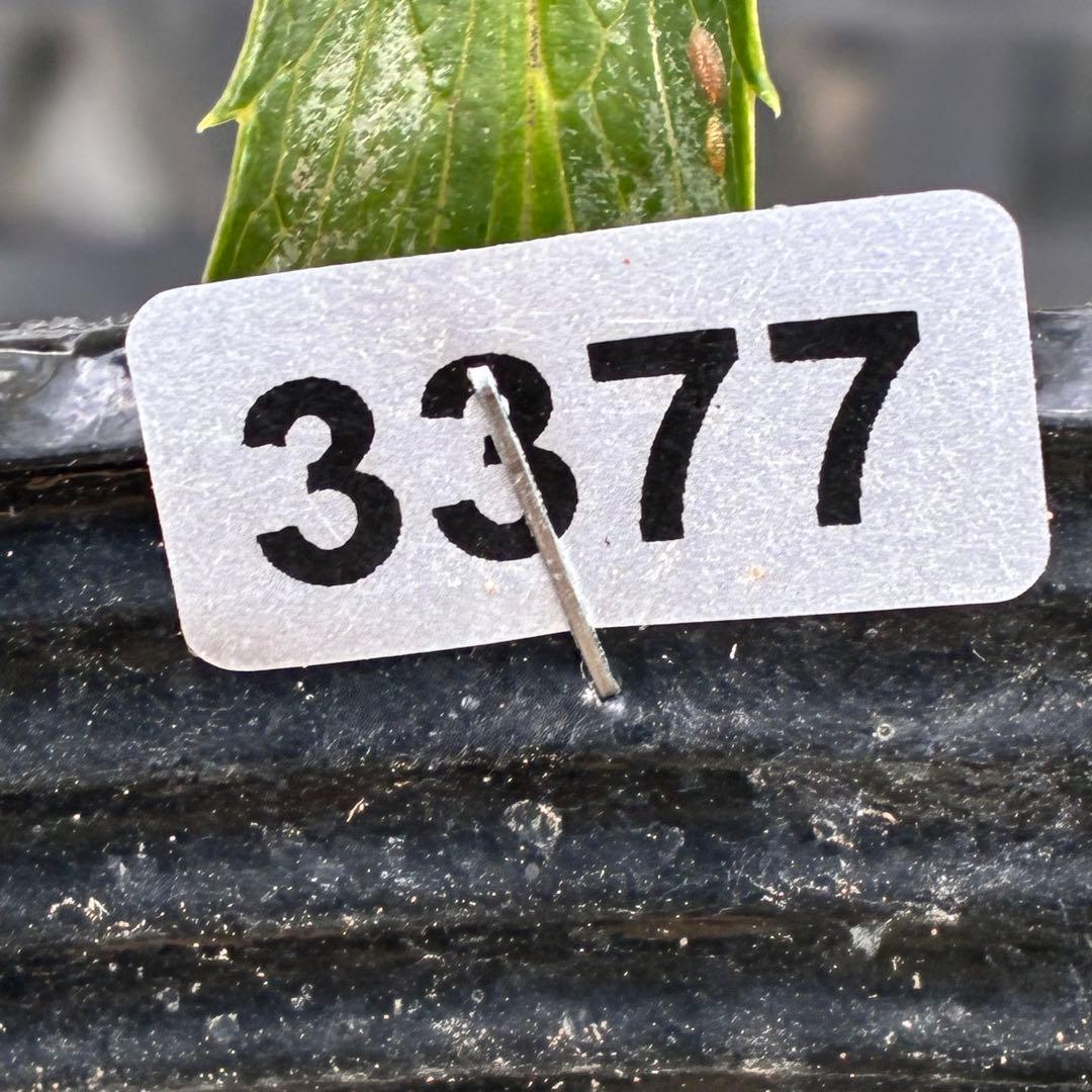 の*ん様 ☘️蕾付き☘️3377⭐️極上⭐️小輪⭐️芳香⭐️ノスタルジア系⭐️オ