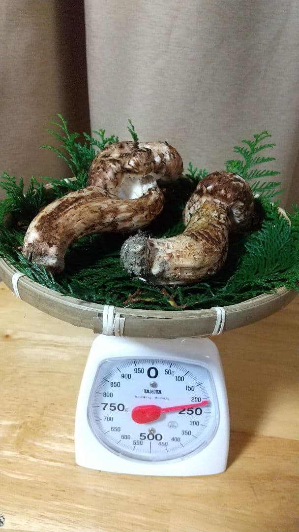 訳あり松茸 信州産 長野県 約450g