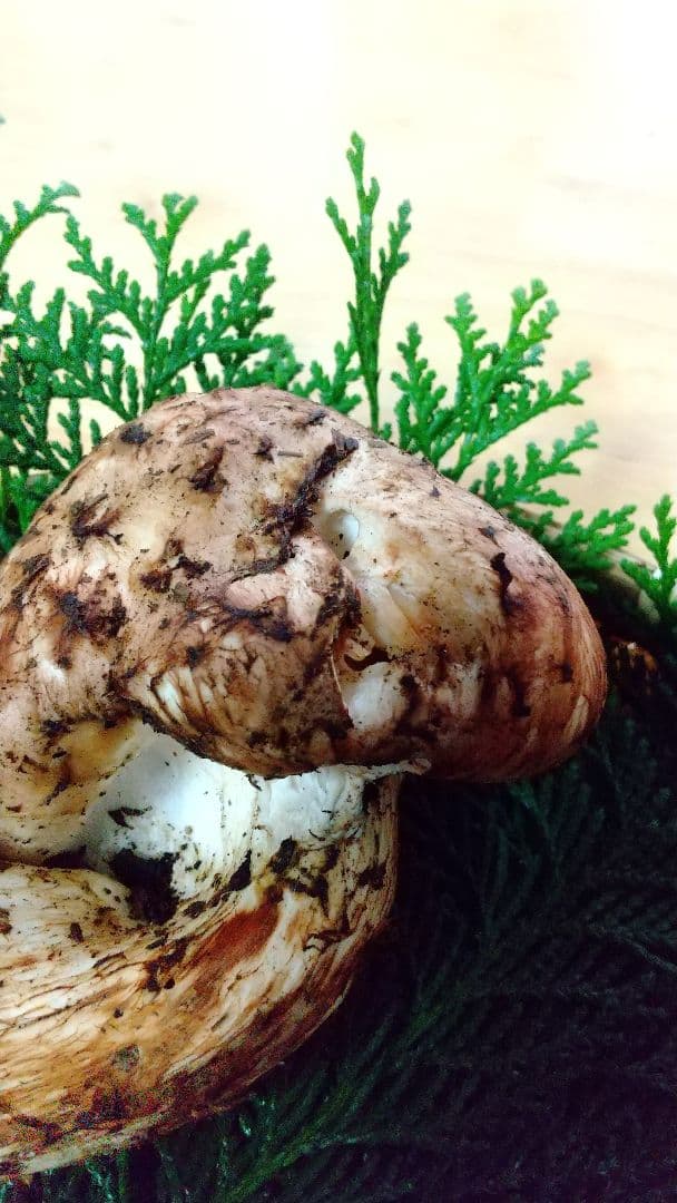 訳あり松茸 信州産 長野県 約450g