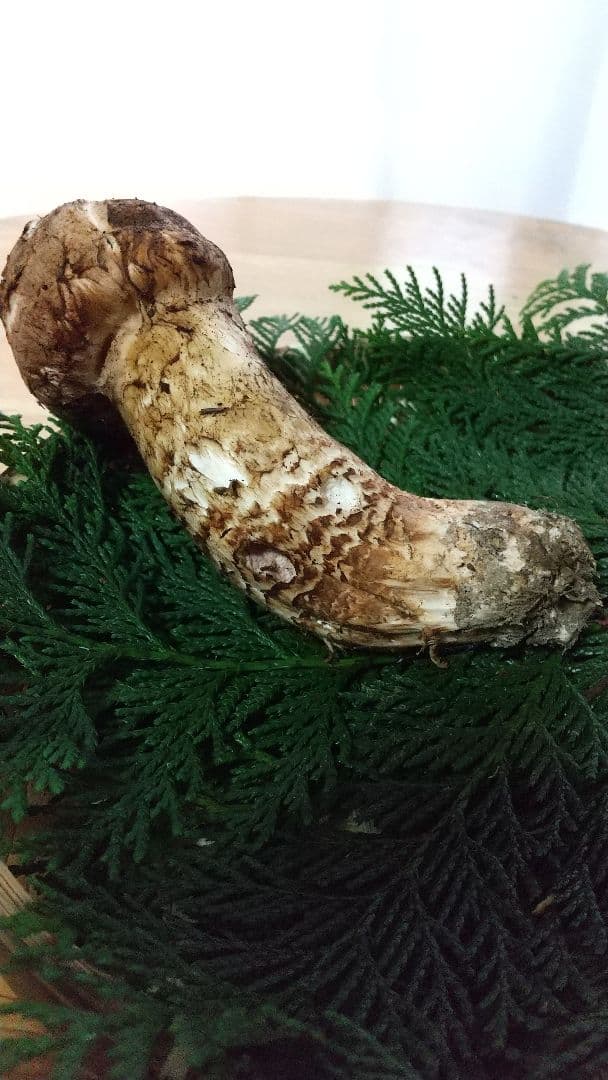 訳あり松茸 信州産 長野県 約450g