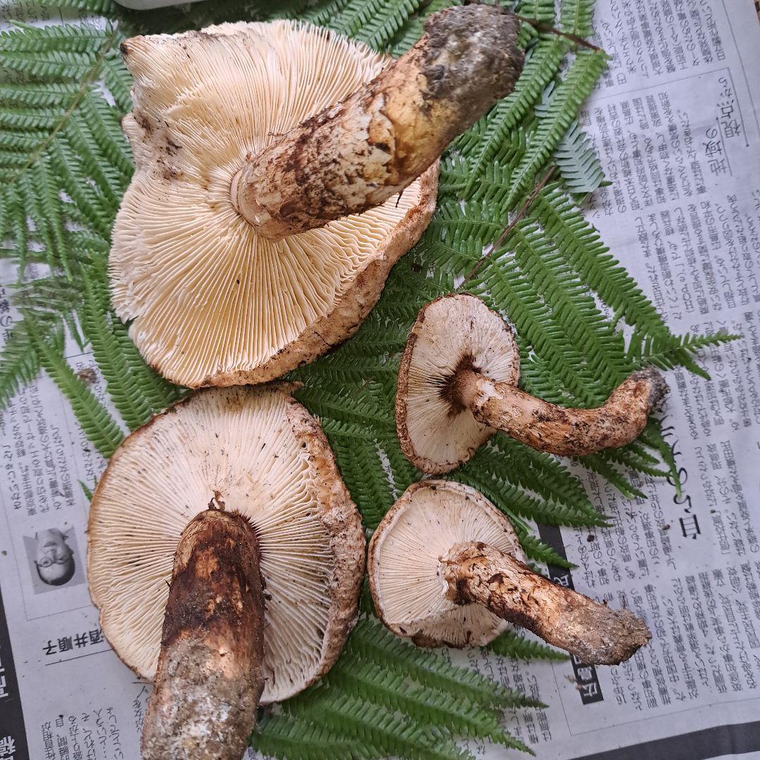 さくら子　　広島県産松茸 433g