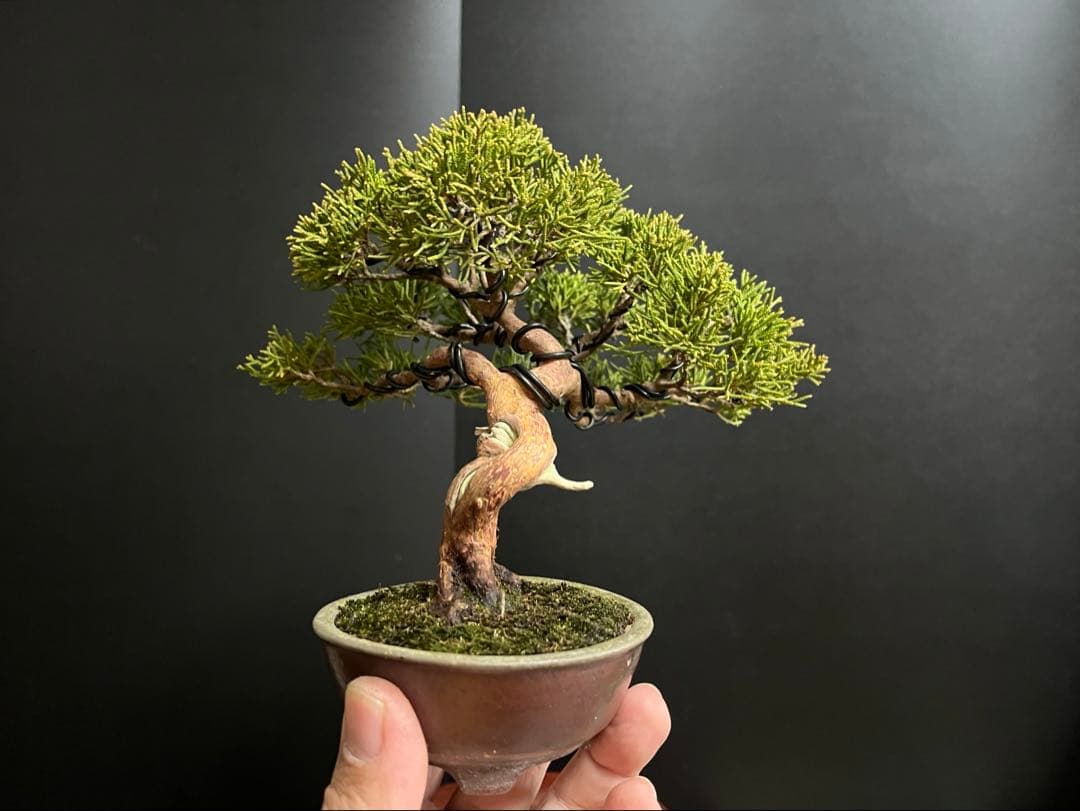 真柏盆栽　糸魚川真柏　古木　捻転幹　小品盆栽　ミニ盆栽　樹高15.5cm