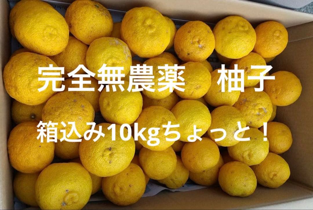 完全無農薬　柚子　ゆず　箱込み10kgちょっと入ります！