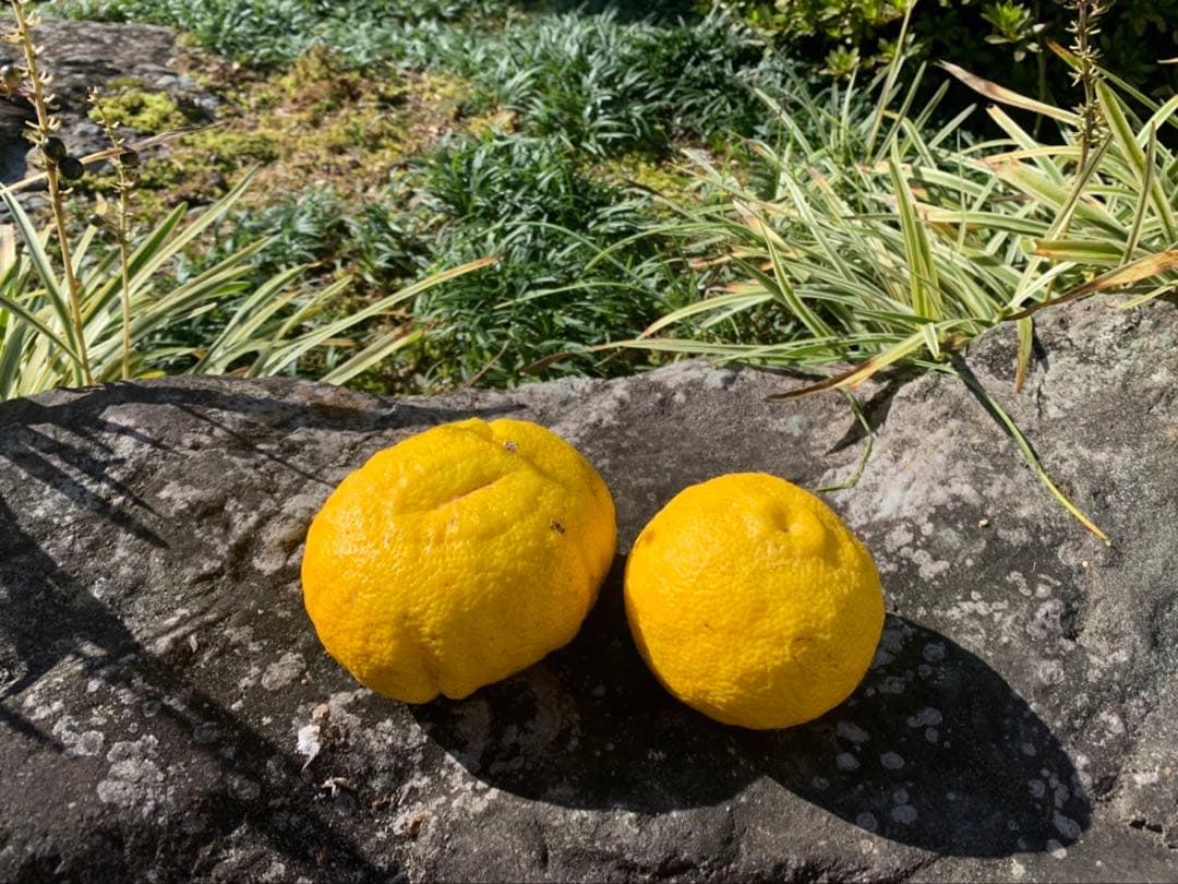 完全無農薬　柚子　ゆず　箱込み10kgちょっと入ります！