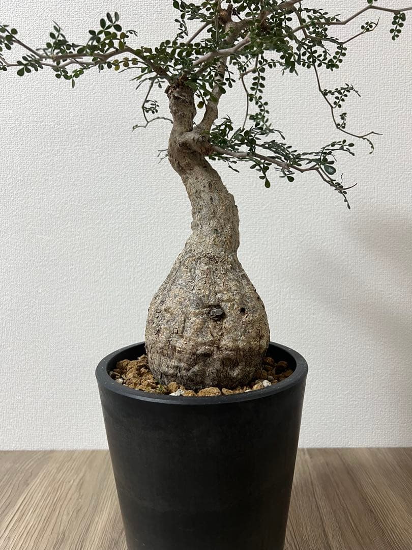 【bon25】【盆栽風】【発根済】オペルクリカリアパキプス　コレクション株