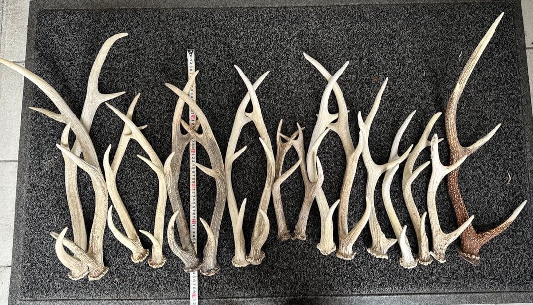 エゾシカ　角 19本