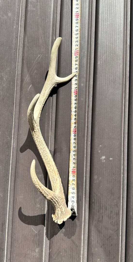 エゾシカ　角 19本