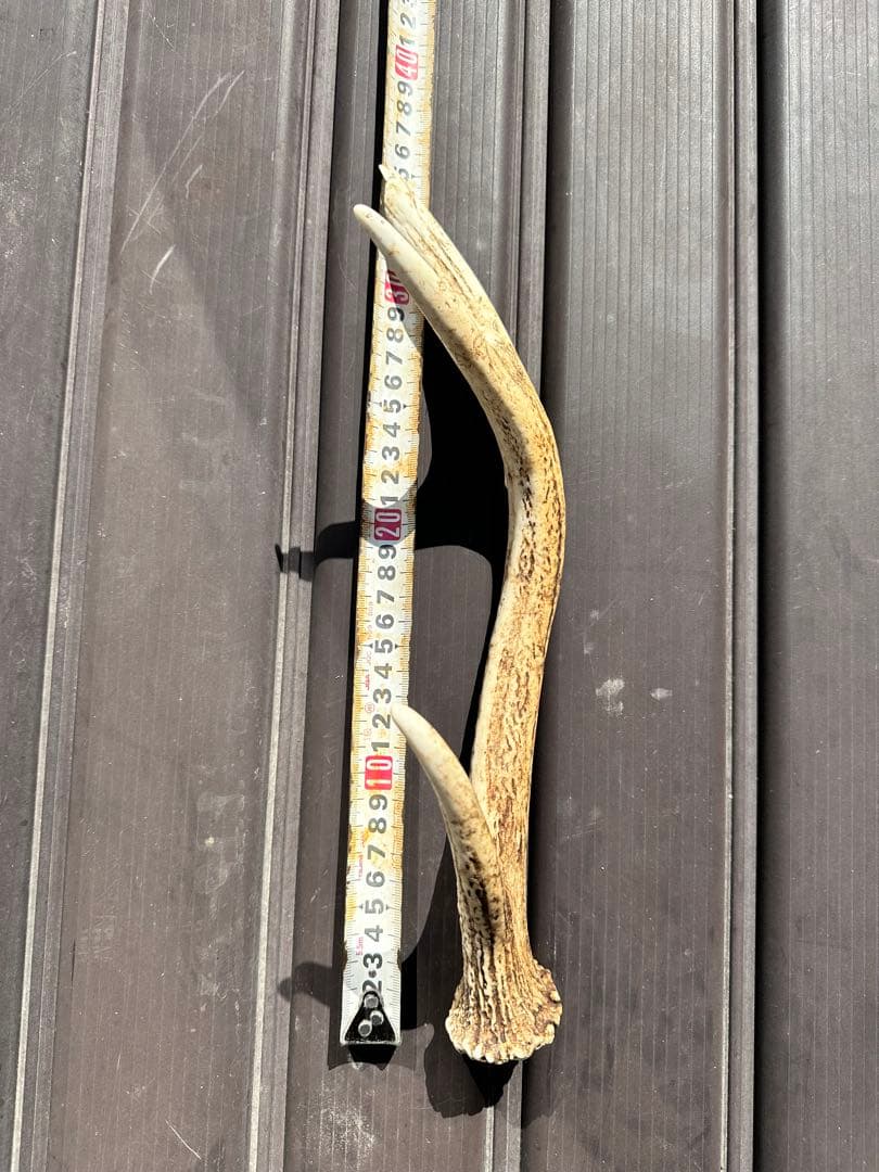 エゾシカ　角 19本