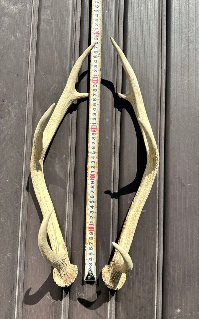 エゾシカ　角 19本
