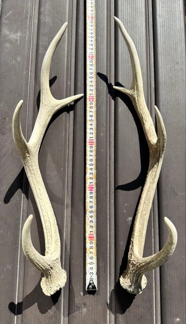 エゾシカ　角 19本