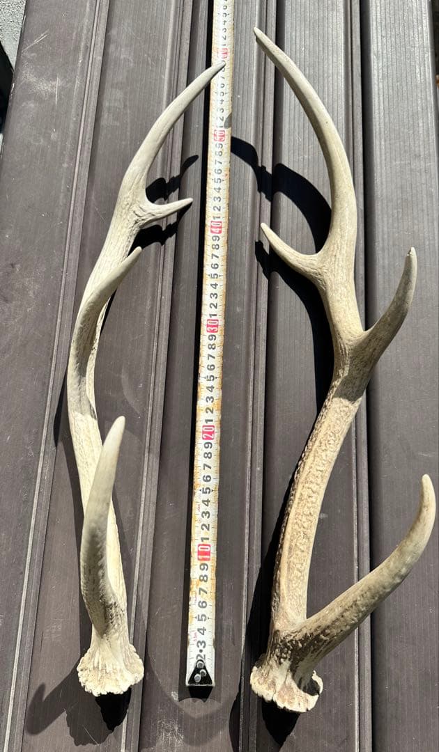 エゾシカ　角 19本