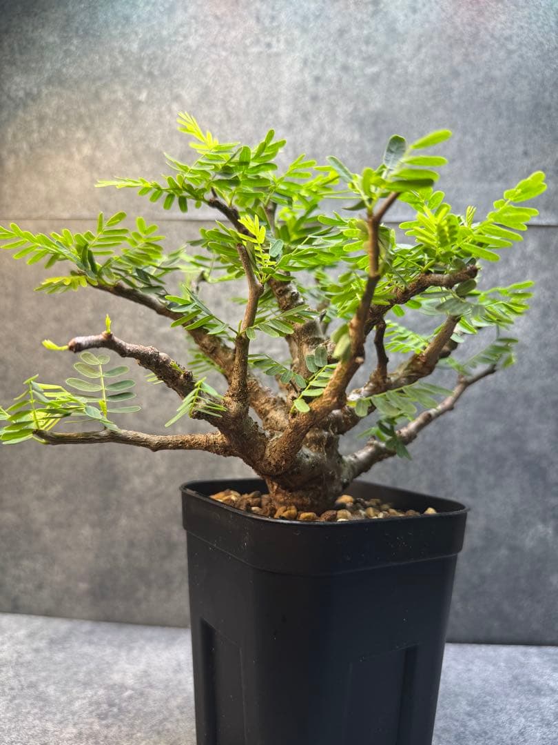 センナ　メリディオナリス　海外実生　発根済み　402