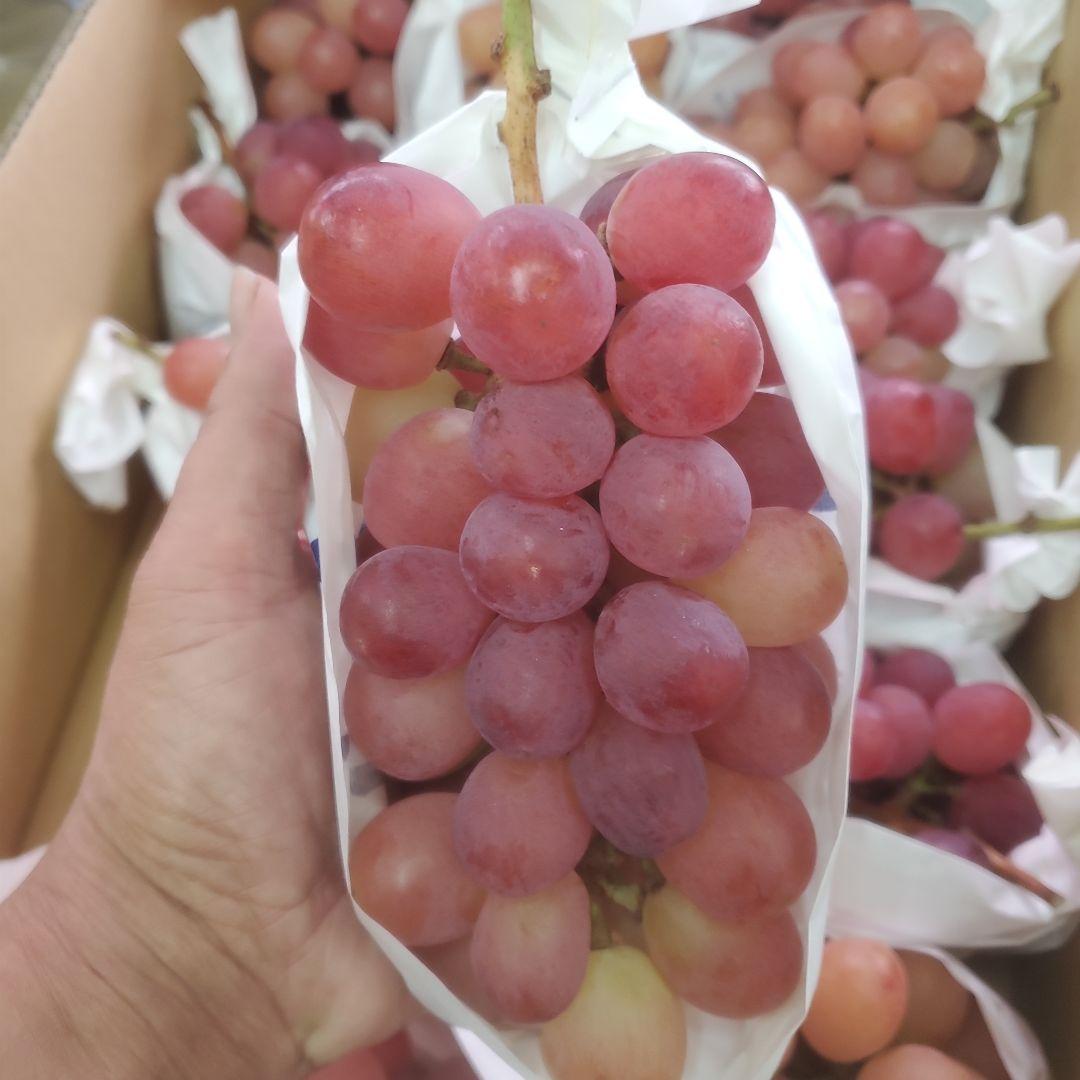 1⃣1⃣ 山梨県産 サンシャインレッド １２房入り 箱込み5.7キロ