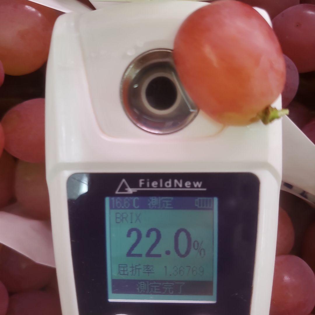 1⃣1⃣ 山梨県産 サンシャインレッド １２房入り 箱込み5.7キロ