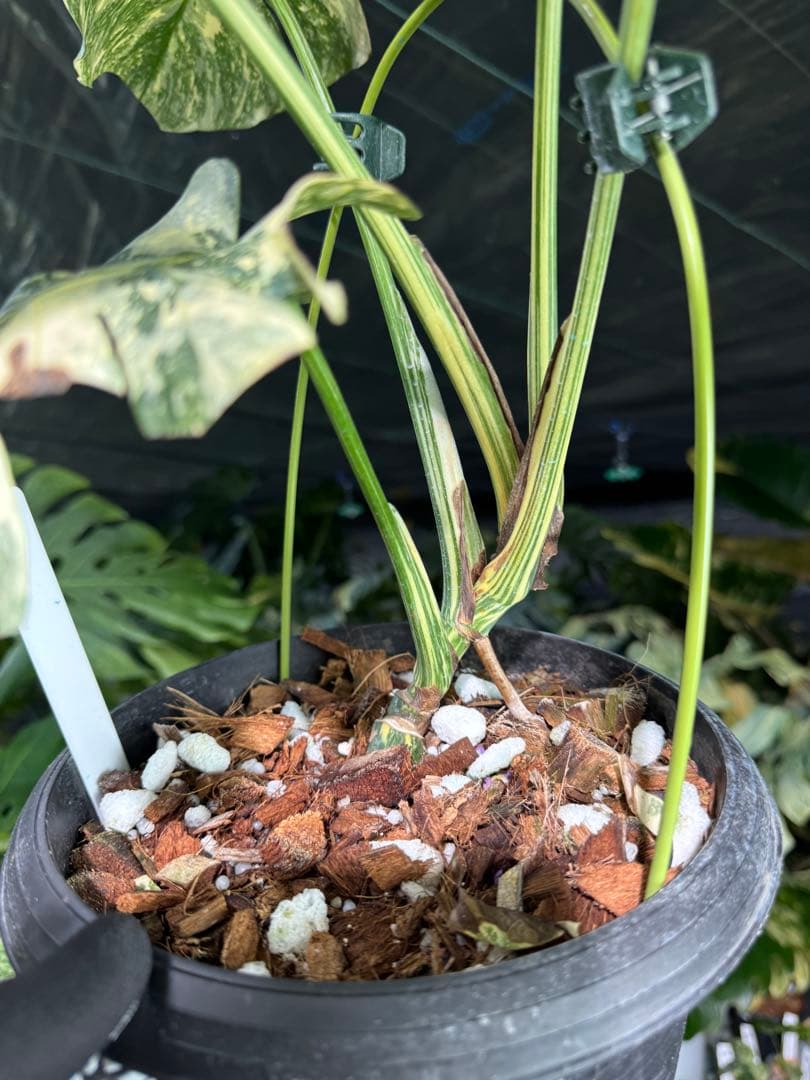 真・ホワイトスノー（白雪）モンステラ タイコンステレーション