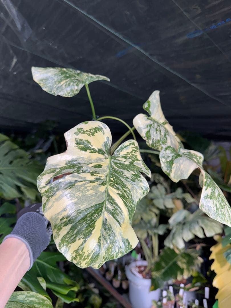 真・ホワイトスノー（白雪）モンステラ タイコンステレーション