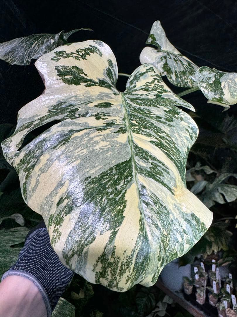 真・ホワイトスノー（白雪）モンステラ タイコンステレーション