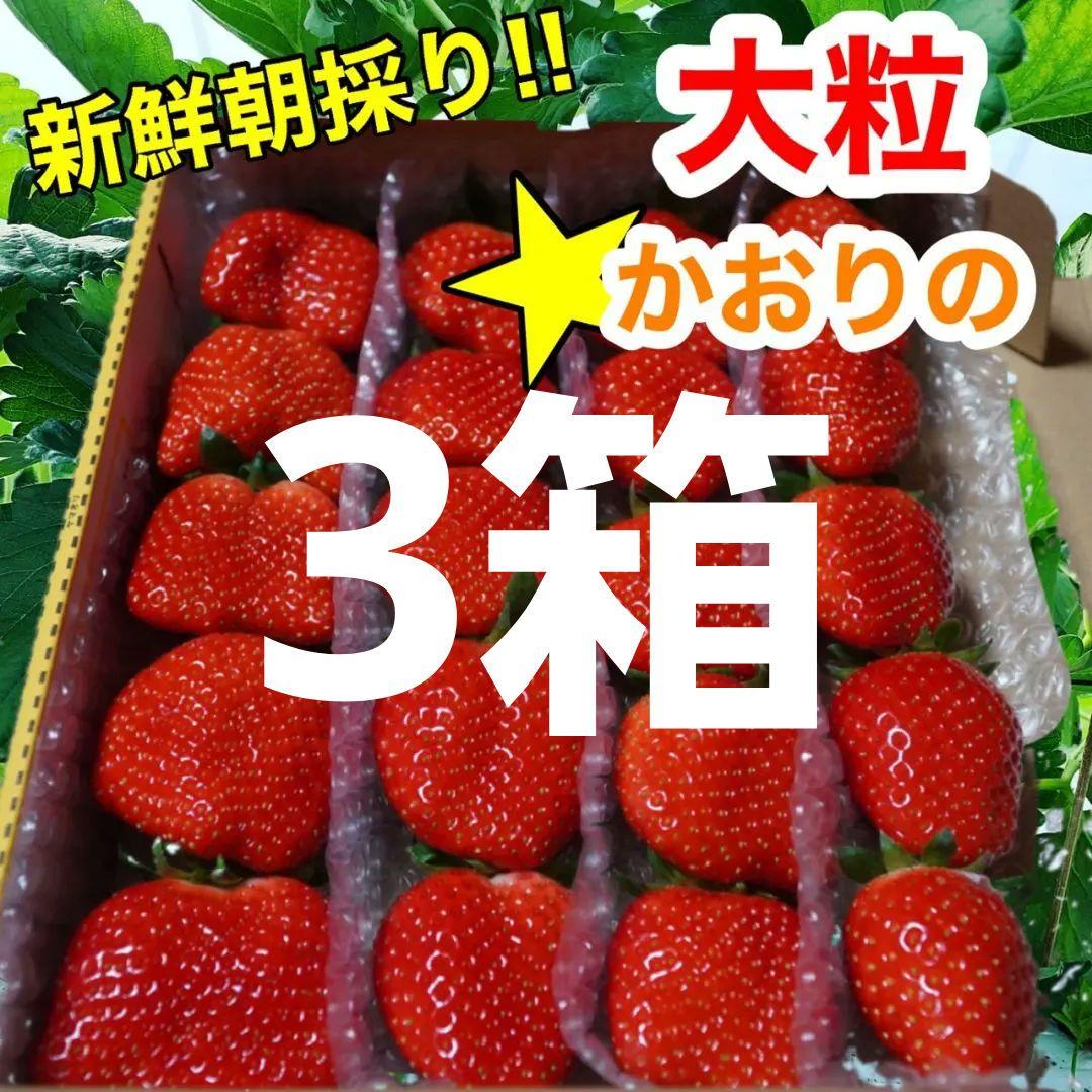 大粒‼️新鮮朝採りかんちゃん農園の甘いいちご