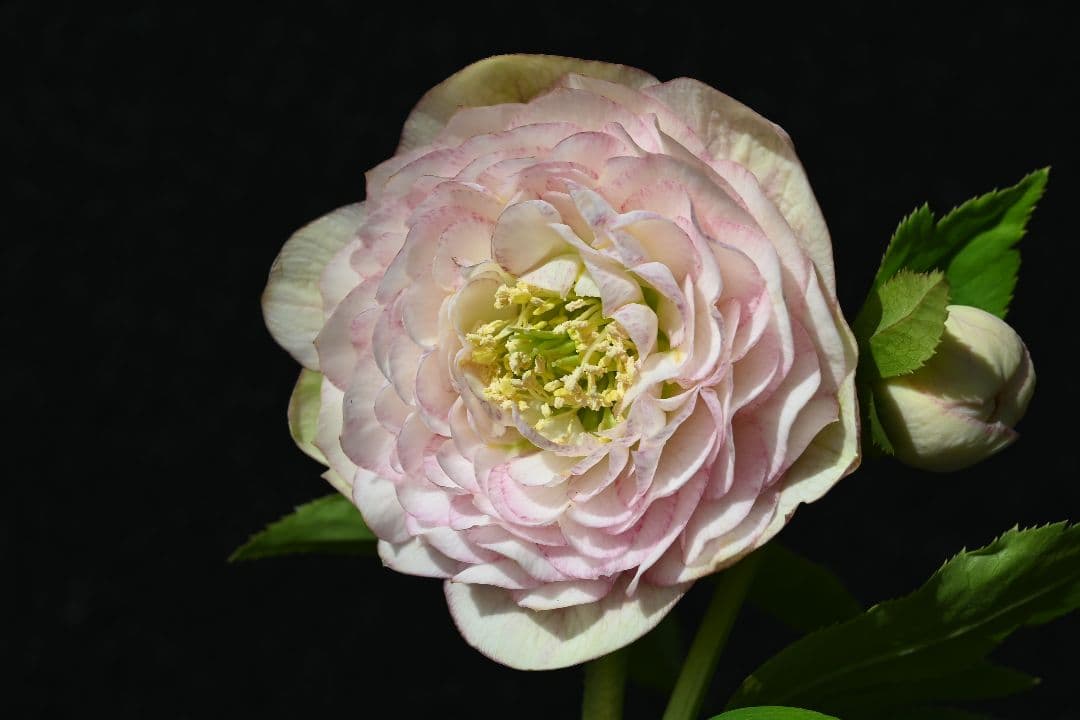 クリスマスローズ　認定ピンクアフロディーテ　加藤農園