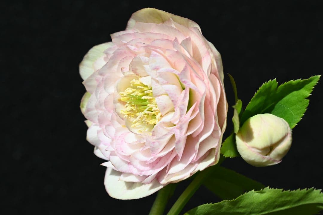 クリスマスローズ　認定ピンクアフロディーテ　加藤農園