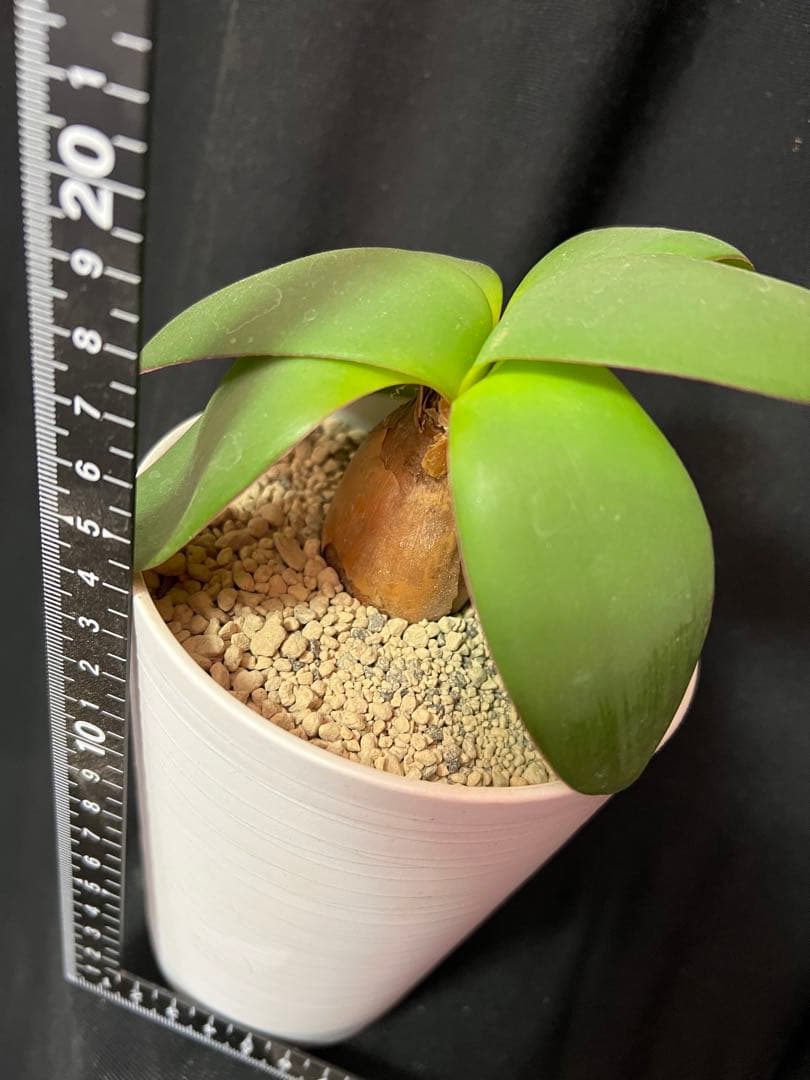 ブルンスビギア オリエンタリス