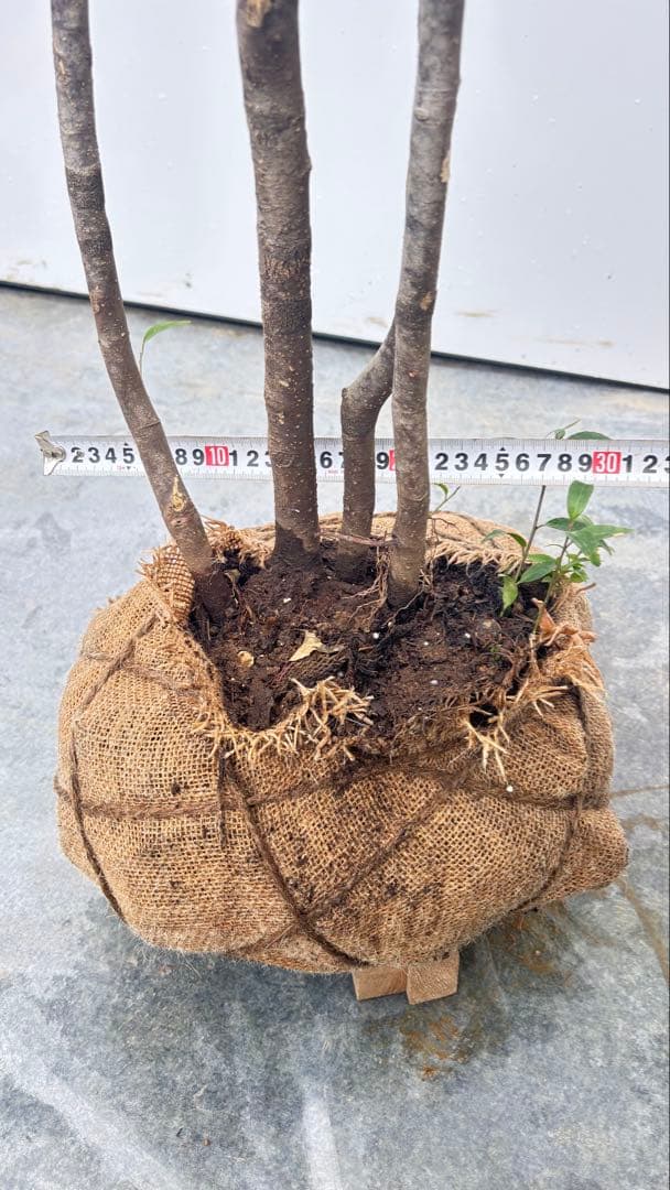 ricca 樹形が魅力的 山採り ハイノキ 株立 717 樹高1.8m位