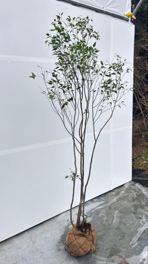 ricca 樹形が魅力的 山採り ハイノキ 株立 717 樹高1.8m位