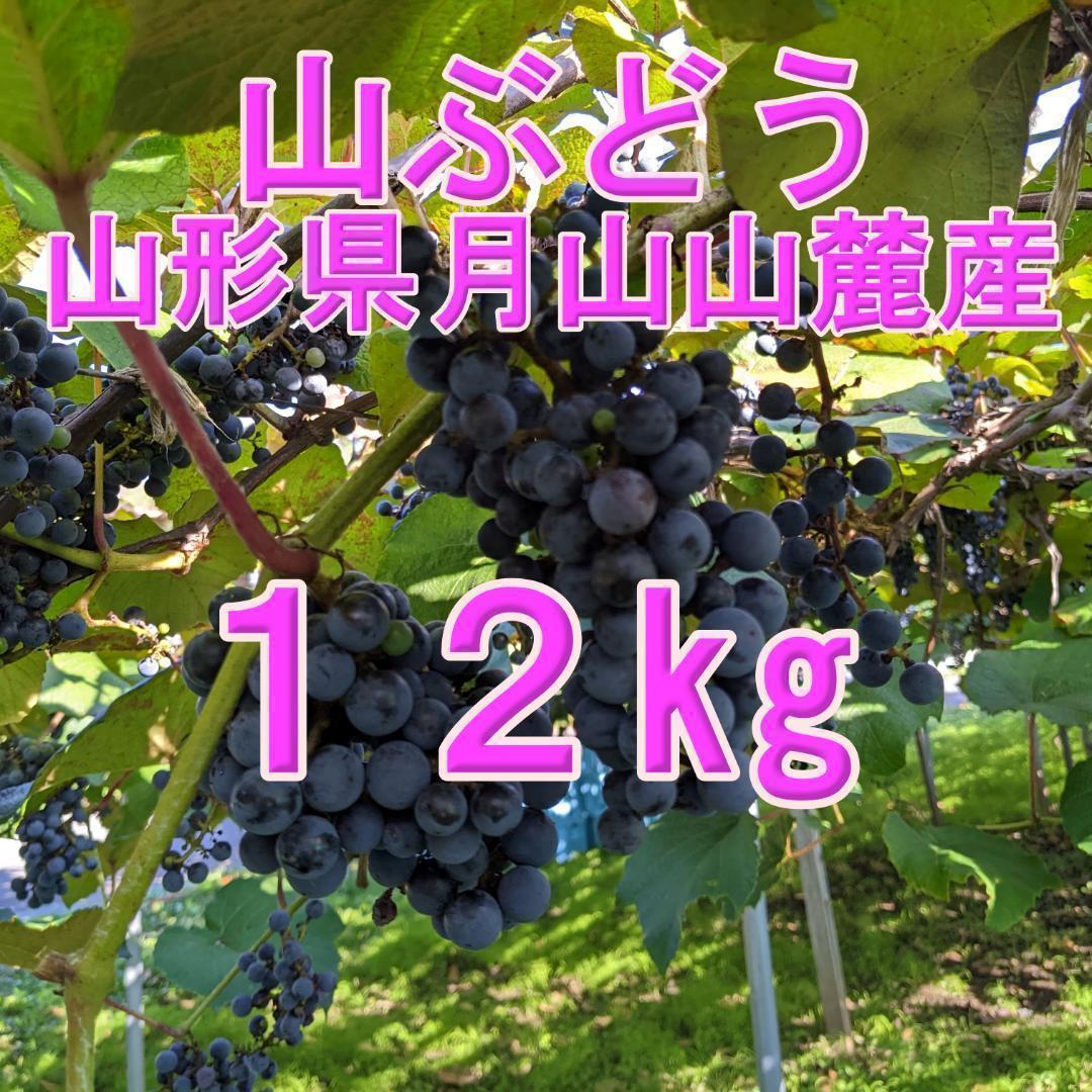 山ぶどう １2㎏　山形県月山山麓産⑨