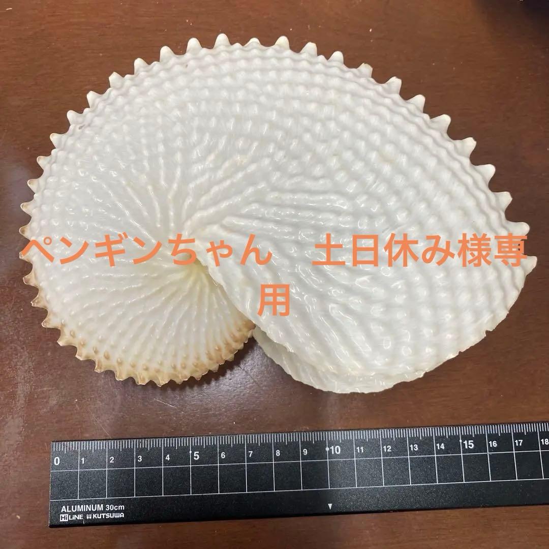 レア品　チリメンアオイガイ　貝殻　置物